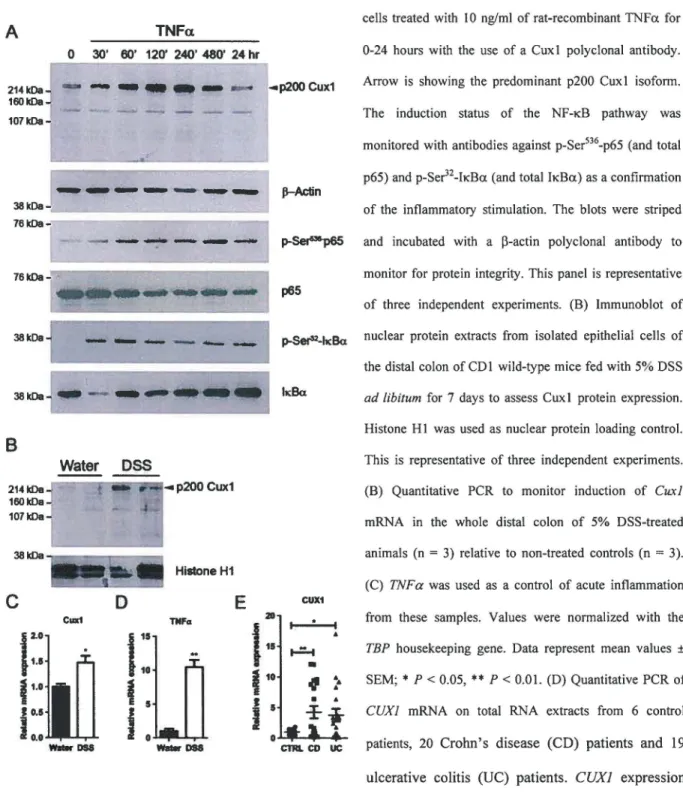 FIGURE 1  1  Upregulated Cuxl expression  in  response  to  in-vitro  and  in-vivo  intlammatory  conditions