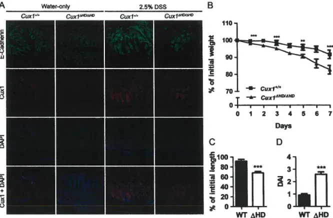 FIGURE  2  1  Increased  experimental-colitis  sensitivity  in  CuxlAHD  mice.  (A)  Immunofluorescence  showing subcellular localization of Cux 1 in Cuxl &amp;ID mutants relative to controls in  water-only and  DSS-treated animais