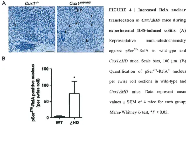 FIGURE  4  1  lncreased  RelA  nuclear  translocation  in  Cuxl&amp;ID  mice  during  experimental  DSS-induced  colitis