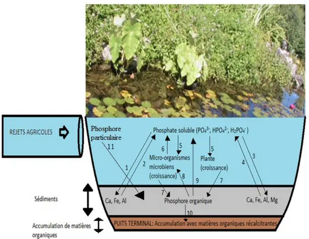 Figure 3.1 : Transformations du phosphore dans un marais en milieu agricole  