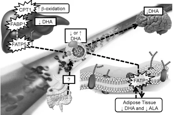 Figure 1.  Working hypothesis for explaining how disrupt docosahexaenoic acid (DHA)  kinetics in apolipoprotein E epsilon 4 (APOE4) carriers could be involved in the risk of  cognitive decline and coronary heart disease