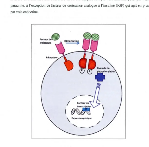 Figure 1.4. Mode d'action des facteurs de croissance. 