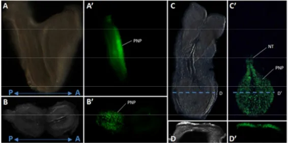 Figure 1: Characterization of Cdx2NSE-Cre at the onset of neurulation. Analyses of embryos obtained from  crosses between Cdx2NSE-Cre and R26R-YFP reporter mice at head fold (A-B’) and 4-somite (C-D’) stages