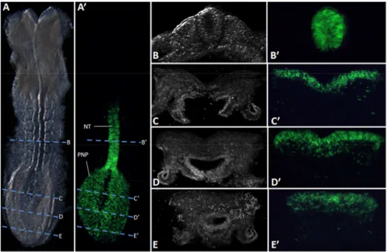 Figure 2: Characterization of Cdx2NSE-Cre during early neurulation. Detailed analysis of a 7-somite stage  embryo obtained from a cross between Cdx2NSE-Cre and R26R-YFP reporter mice