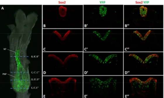 Figure 3: The Cdx2NSE-Cre transgene is not fully neural-specific. Immunofluorescent detection of Sox2 in a  E8.5 Cdx2NSE-Cre::R26R-YFP double-transgenic embryo