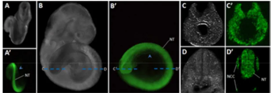 Figure 4: Characterization of Cdx2NSE-Cre during late neurulation. Analysis of E9.5 embryos obtained from  crosses between Cdx2NSE-Cre and R26R-YFP reporter mice