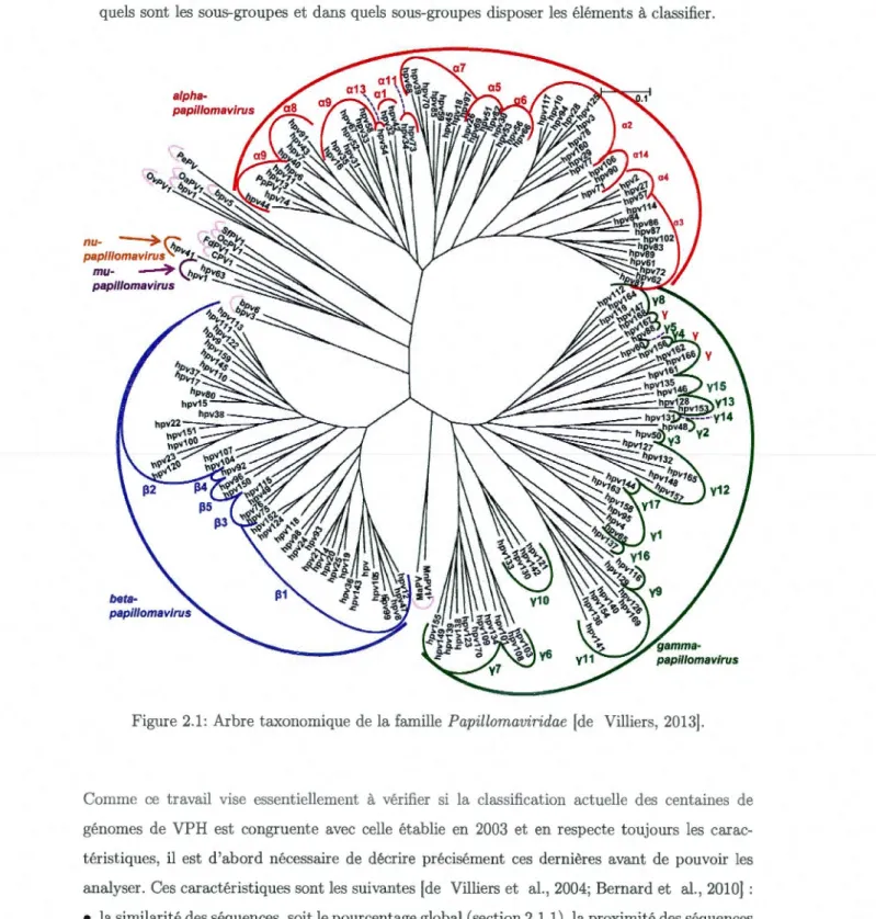 Figure  2.1:  Arbre  taxonomique  de la  fami lle  Papillomavirida e  [ de  Villiers,  2013]