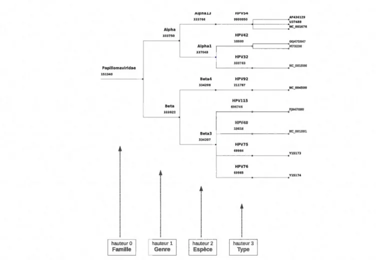 Figure  2.6:  Sous-ensemble  de  l'arbre  taxonomique  du  VPH .  Les  feuill es  sont  les  génomes