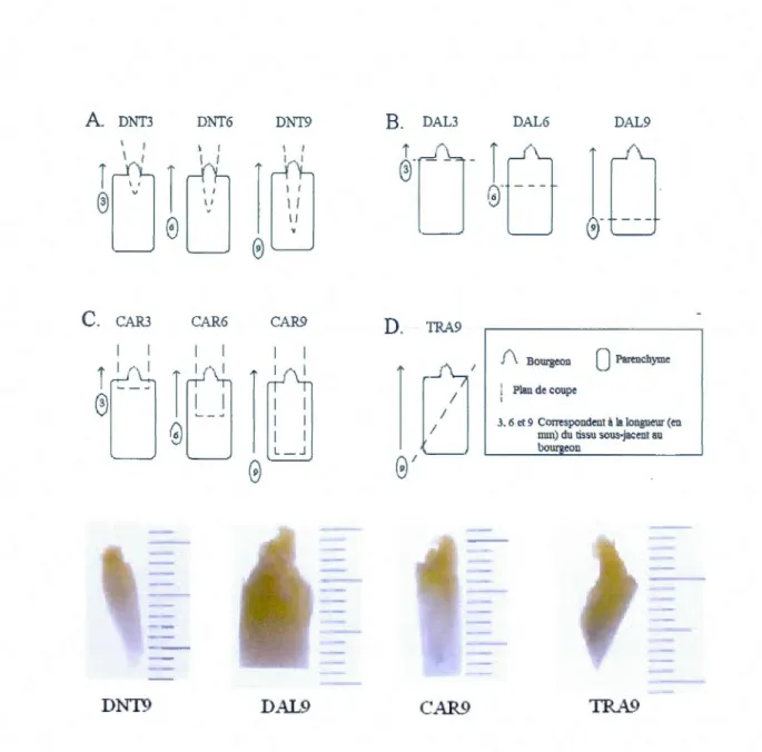 FIGURE  1.2  Schéma des  différents  types  de  coupes  des  explantats  : A)  type  diamant : ONT,  B)  type  diamétral  :  DAL,  C)  type  carré :  CAR  et  D)  type  transversal  :  TRA