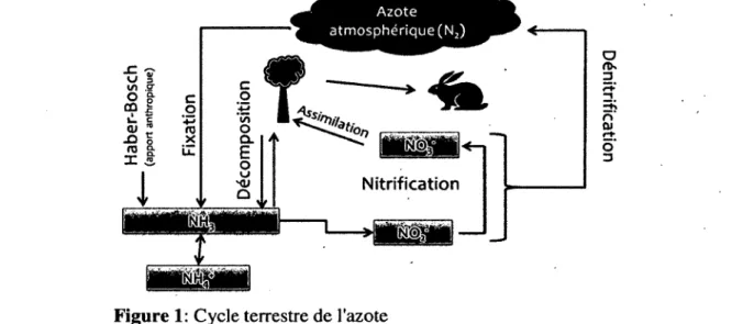 Figure 1:  Cycle terrestre de l'azote 