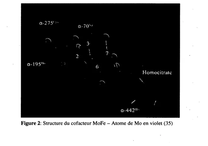 Figure 2:  Structure du cofacteur MoFe -  Atome de Mo en violet (35)