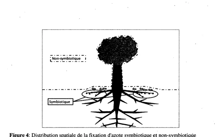 Figure 4:  Distribution spatiale de la fixation d'azote symbiotique et non-symbiotiqüe  1.4