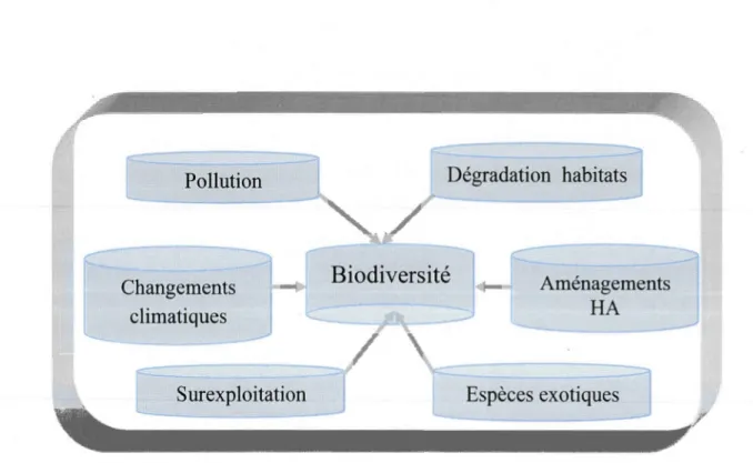 Figure 4.3  Effets des activités anthropiques sur la biodiversité. 