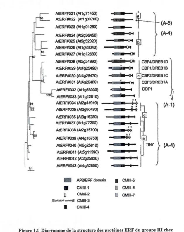 Figure 1.1  Diagramme de la structure des protéines ERF du groupe ill  chez  Arabidopsis  et relation phylogénétique entre les différents gènes (de Nakano  et al