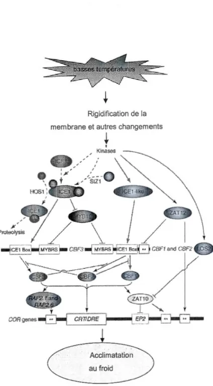 Figure 1.3  Schéma des  principales voies de régulation dans l'expression des  gènes en  réponse au froid (de Chinnusamy  et al.,  2007)