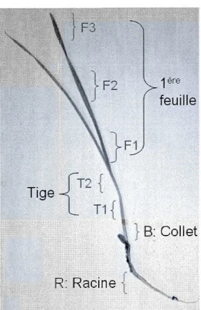 Figure 2.1  Plantule de blé  (Triticum aestivum  cv Wonder) agée d'une semaine  avec les différentes parties de la plante prélevées pour l'extraction des ARN, et les  coupes histologiques