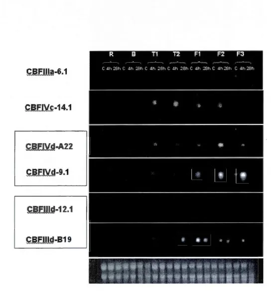 Figure 3.1  Profils d'expression des  CBF  dans les différents tissus de  plantes de 