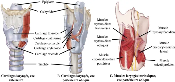 Figure 1. Cartilages et muscles intrinsèques du larynx. Mise en évidence des cartilages  laryngés  (A,  vue  antérieure ;  B,  vue  postérieure  oblique)  et  des  muscles  laryngés  intrinsèques (C, vue postérieure oblique)