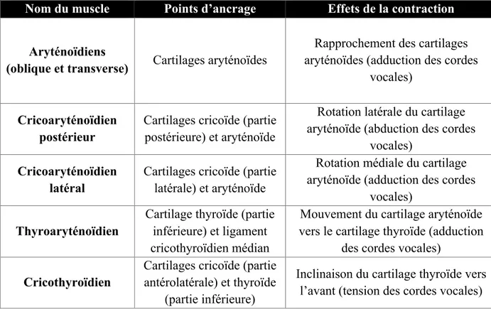 Tableau 1. Muscles intrinsèques du larynx. Adapté de Allen et Murcek (2019). 