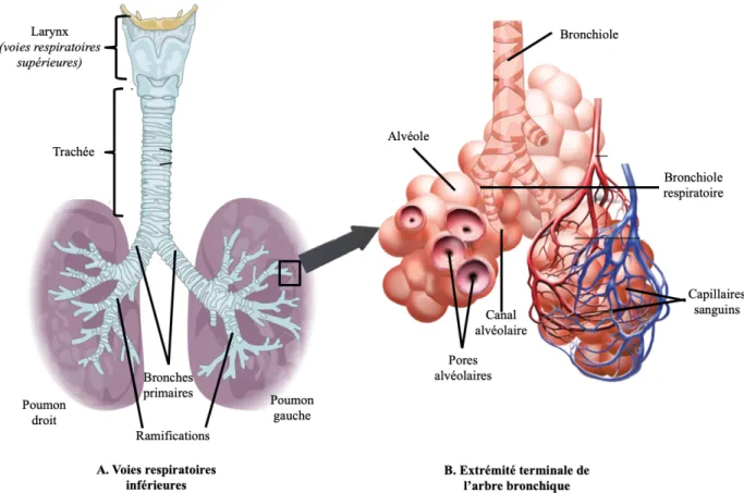 Figure 2. Vue d’ensemble des voies respiratoires inférieures (A) et extrémité terminale  de l’arbre bronchique illustrant l’endroit des échanges gazeux (B)