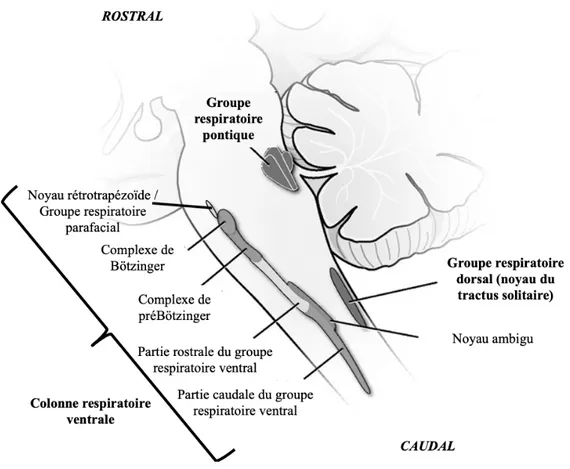 Figure 3. Régions du tronc cérébral impliquées dans le contrôle respiratoire. Adaptée  de Benarroch (2007)
