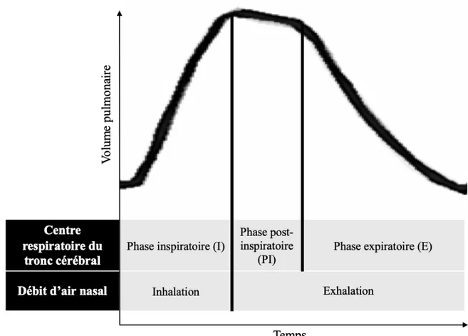 Figure 4.  Phases  d’un  cycle  respiratoire.  Le  débit  d’air  nasal  présente  deux  phases  opposées (inhalation et exhalation) tandis que la réponse motrice respiratoire du tronc  cérébral  présente  trois  phases  distinctes :  inspiratoire  (I),  po