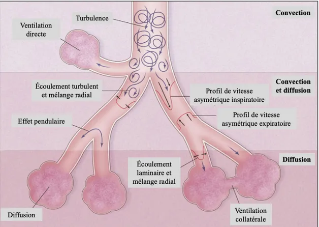 Figure  5.  Mécanismes  hypothétiques  expliquant  les  échanges  gazeux  lors  de  la  ventilation par oscillations à haute fréquence nasale (VOHFn)