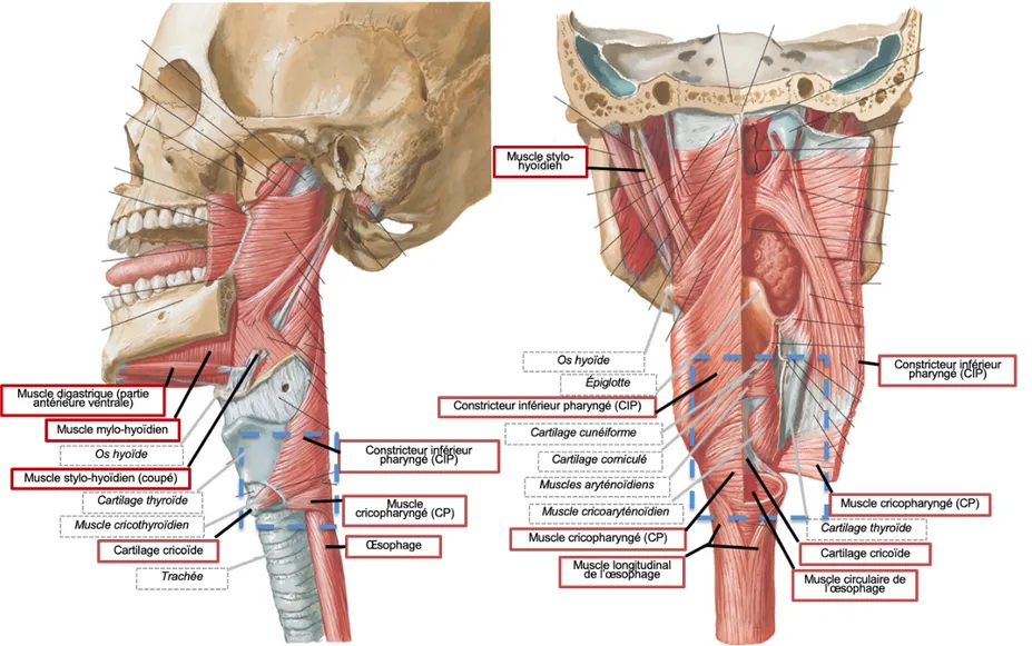 Figure 6.  Vue  latérale  (A)  et  vue  postérieure  partiellement  ouverte  (B)  des  muscles  et  structures  du  sphincter  supérieur  de  l’œsophage  et  du  larynx