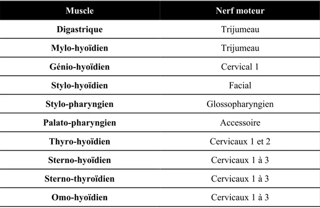 Tableau 2. Innervation motrice des muscles impliqués dans l’ouverture du SSO. Adapté  de Lang (2006)