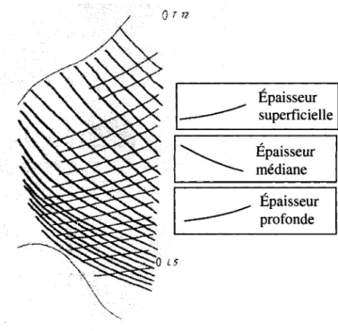 Figure 3.8 Orientation des fibres des differentes epaisseurs du FTL posterieur [Tesh,  1986]