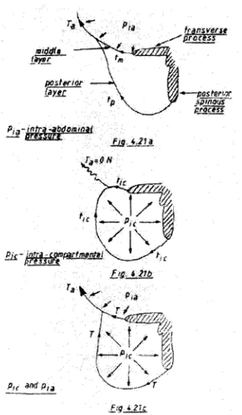 Figure 3.10 Les effets de la pression intra-abdominale et de la pression intra- intra-compartimentale sur le fascia thoracolombaire [Tesh, 1986]