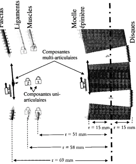 Figure 5.2 Les structures rigides du modele de la colonne vertebrale. 