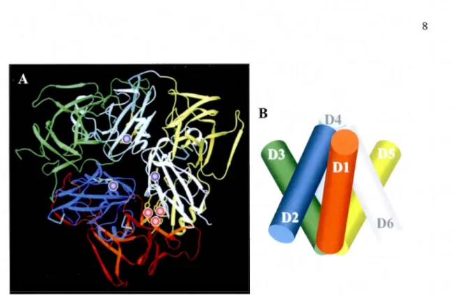 Figure  1.1  Représentation  tridimensionnelle  de  la  CP  humaine.  A  Diffractométrie  de rayon  X  montrant les  six domaines de  la CP représentés  par six  couleurs  différentes,  rouge  (D 1  ),  bleu  (D2),  ve11  (D3),  bleu  pâle  (D4),  jaune  (