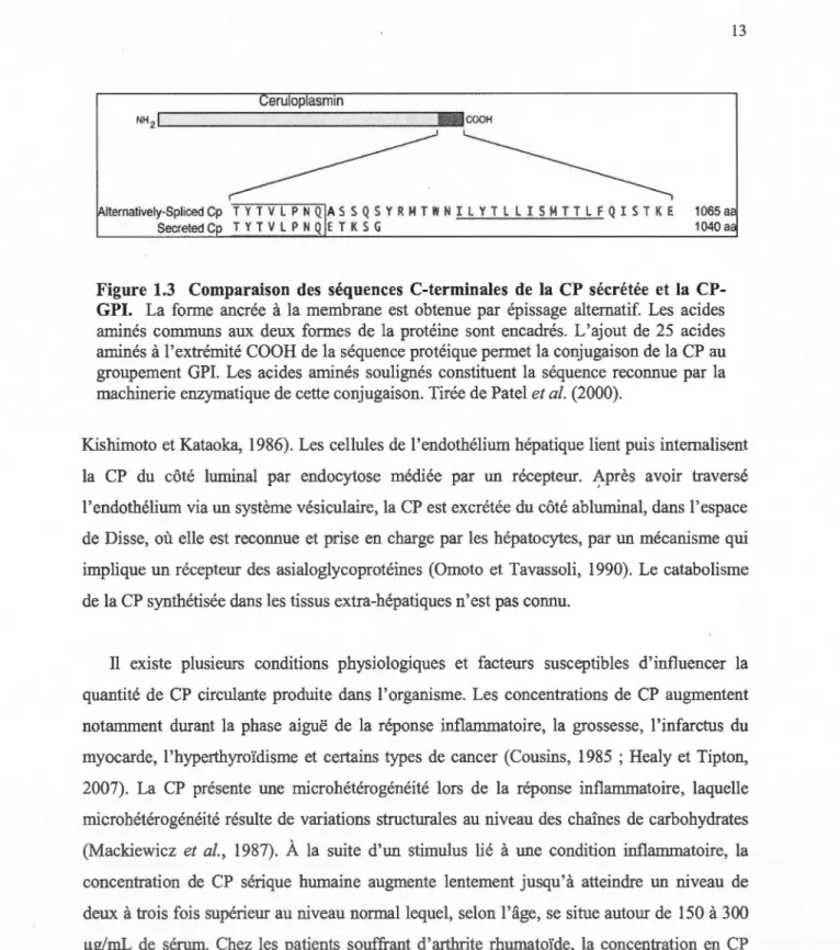 Figure  1.3  Comparaison  des  séquences  C-terminales  de  la  CP  sécrétée  et  la  CP- CP-GPI