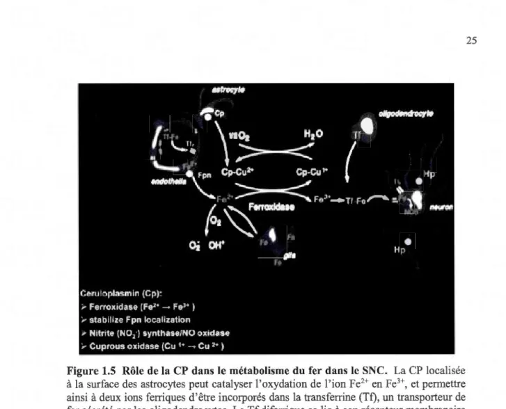 Figure 1.5  Rôle  de  la  CP  dans le  métabolisme  du  fer  dans le  SNC.  La CP  localisée  à  la surface des  astrocytes peut catalyser l'oxydation de  l'ion Fe 2 +  en  Fe 3 + ,  et permettre  ainsi  à deux  ions  feniques  d'être incorporés dans  la t