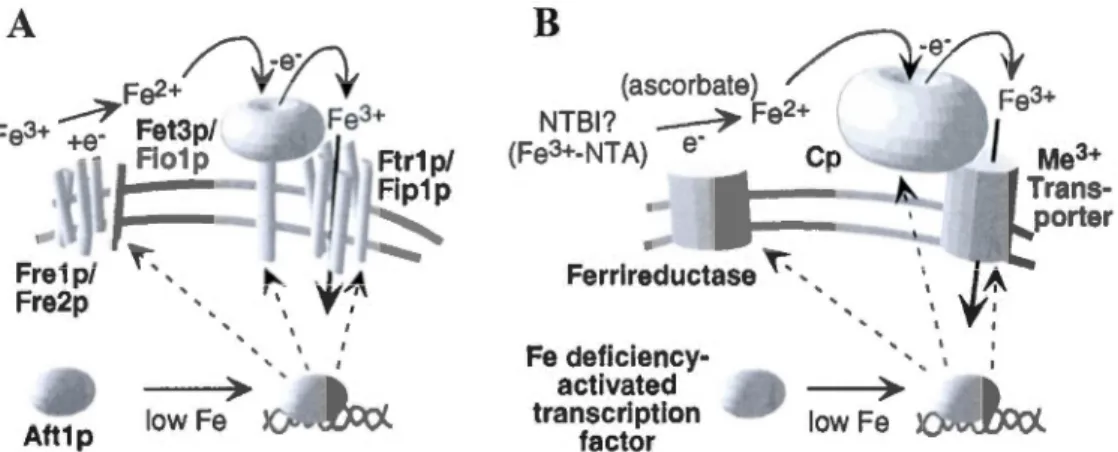 Figure  1.6  Représentation  du  mécanisme  d'entrée  du  fer  indépendant  de  la  Tf  pour  la  levure  et  les  cellules  de  mammifères