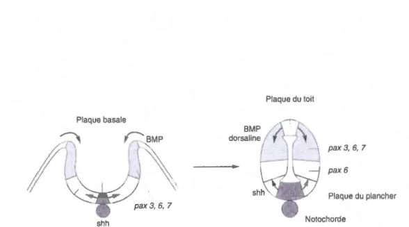 Figure  2.1  Formation  du  tube  neural.  Au départ,  les  rebords  de  la plaque neurale  se  soulèvent et créent une invagination pour fmmer une gouttière