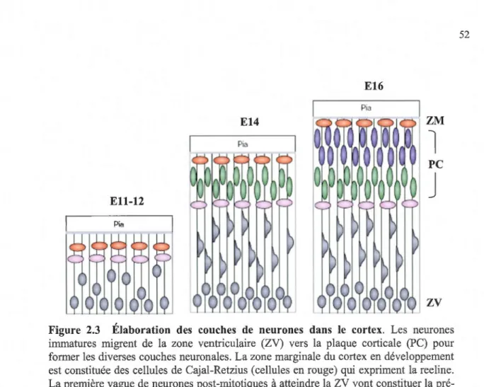 Figure  2.3  Élaboration  des  couches  de  neurones  dans  le  cortex.  Les  neurones  immatures  migrent  de  la  zone  ventriculaire  (ZV)  vers  la  plaque  corticale  (PC)  pour  former  les  diverses  couches neuronales