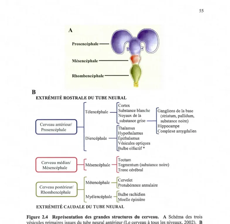 Figure  2.4  Représentation  des  grandes  structures  du  cerveau.  A  Schéma  des  troi s  vésicu les primaires issues  du tube neural antérieur (Le cerveau à tous  les  niveaux,  2002)