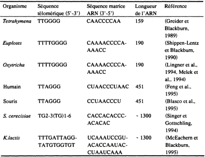 Tableau 2: Composantes ARNs de la télomérase (Greider,  1996) 