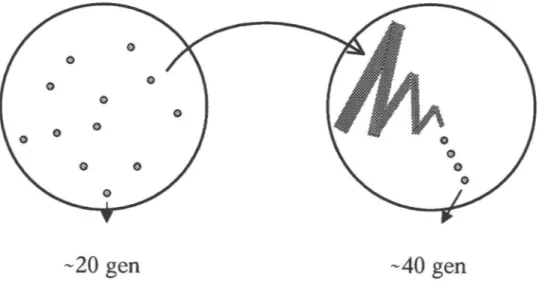 Figure 5 : Méthode de restriage de cellules de levure. Des cellules de levure poussée  sur milieu solide forment des  colonies