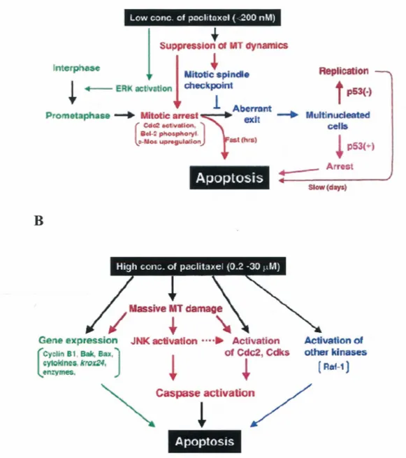 Figure 2.  Induction de l'apoptse par le taxol 