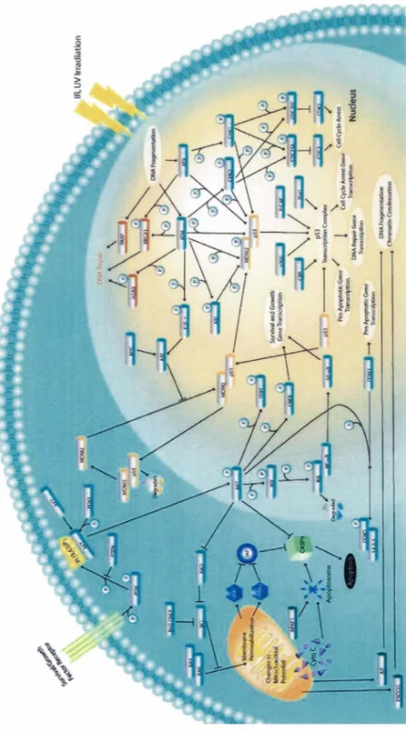 Figure 3.  Voie intrinsèque de l'apoptose 