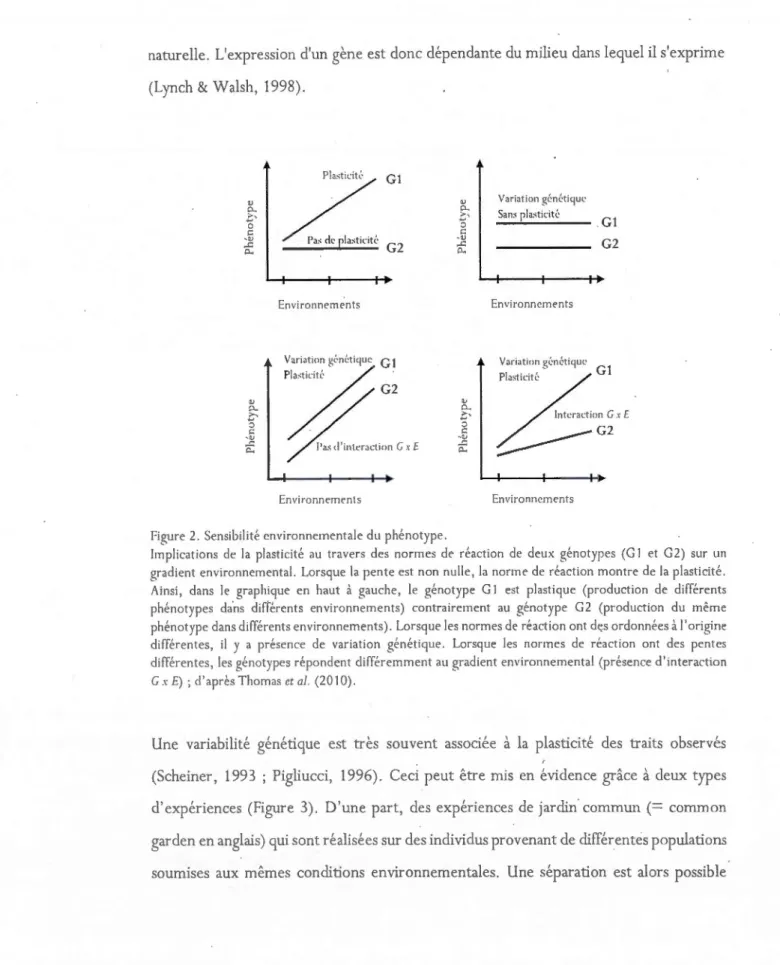 Figure  2. Se nsibi lité env ir onn em e nt ale  du  phé noty pe. 