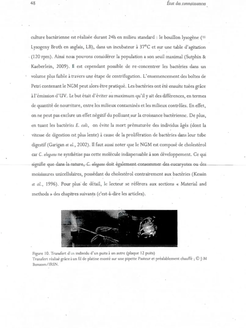 Figure  1 O. Transfert d 'un  Individu  d' un puits  il  un  autre  (plaque  12 puits) 