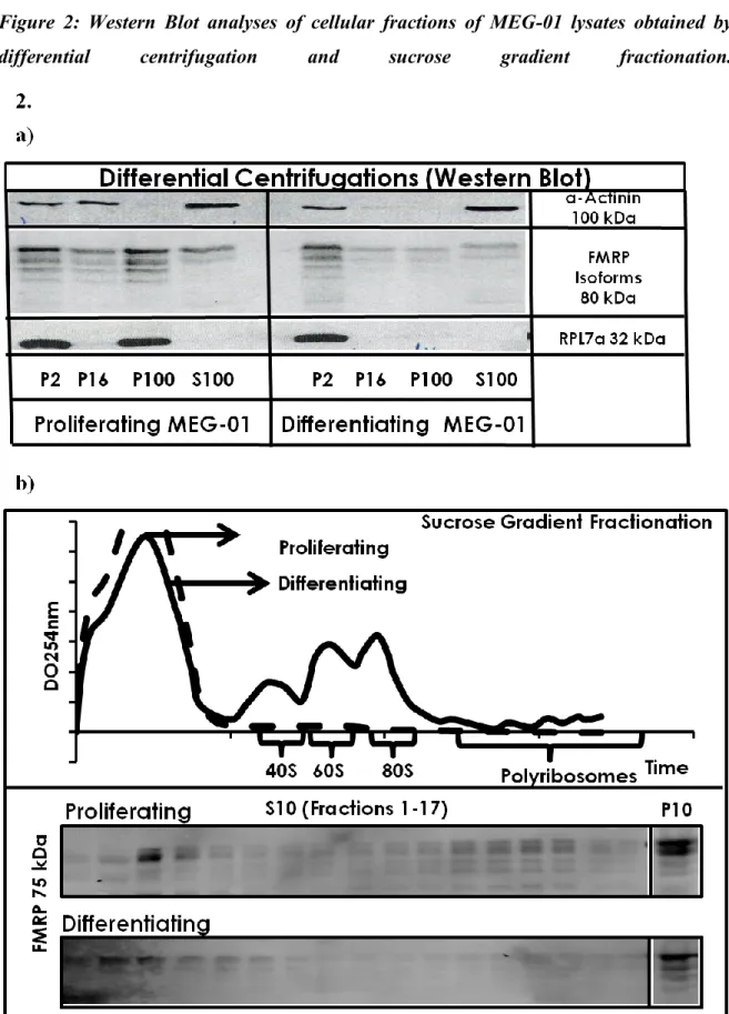 Figure  2:  Western  Blot  analyses  of  cellular  fractions  of  MEG-01  lysates  obtained  by  differential  centrifugation  and  sucrose  gradient  fractionation