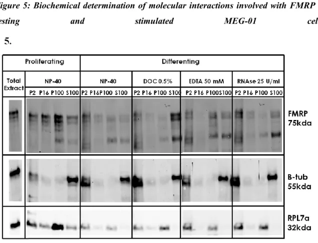 Figure 5: Biochemical determination of molecular interactions involved with FMRP in 