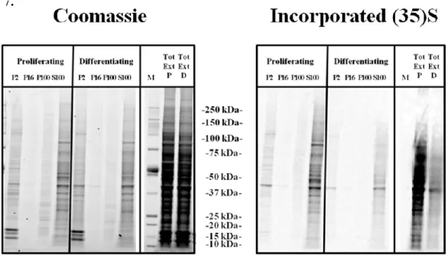 Figure  7:  Determination  of  de-novo  protein  synthesis  by  (35)S  labelled  amino  acid  incorporation assays