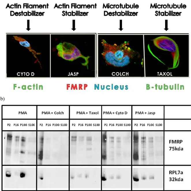 Figure  S1:  Investigation  of  colocalization  of  cytoskeletal  components  with  FMRP  and  the  effect  of  their  modulation  on  normal  FMRP  displacement  and  morphology  acquisition