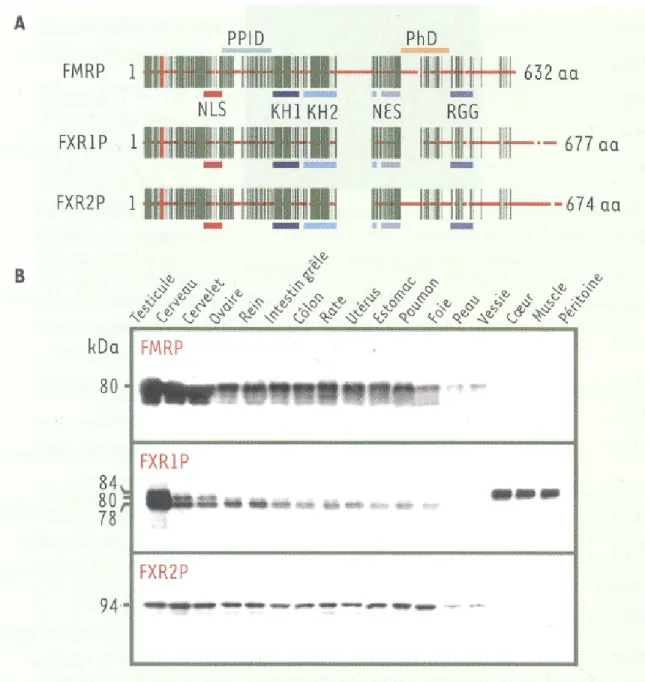 Figure 1: Schéma des gènes encodant FMRP et de ses homologues FXR1P et FXR2P  par  Davidovic  et  al